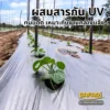 พลาสติกคลุมดินผสมสารกัน UV