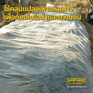 พลาสติกคลุมเห็ดช่วยกักเก็บความชิ้น