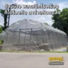 พลาสติกโรงเรือนใช้คู่กับตาข่ายกันแมลง