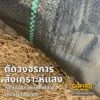 ตัดวงจรการสังเคราะห์แสงของวัชพืช
