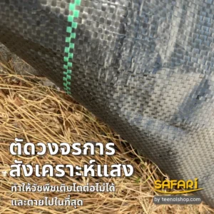 ตัดวงจรการสังเคราะห์แสงของวัชพืช