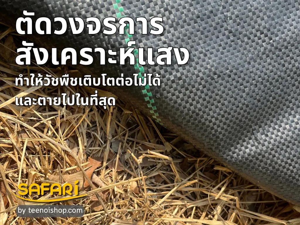 พลาสติกคลุมวัชพืชตัดวงจรการ สังเคราะห์แสง