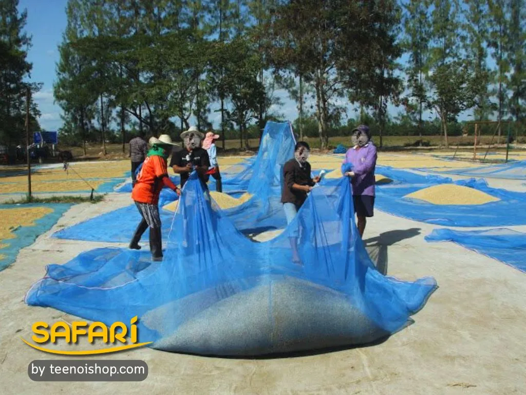มุ้งไนล่อนฟ้าทำเป็นผ้าลานตากข้าว