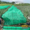 สแลนกันแดด