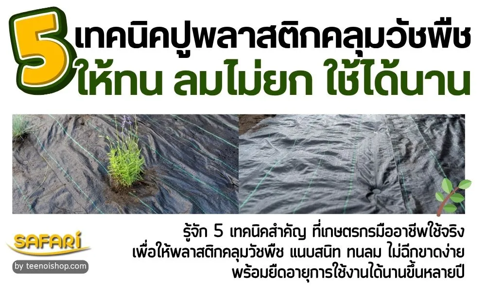5 เทคนิคปูพลาสติกคลุมวัชพืชให้ทน ลมไม่ยก ใช้ได้นาน