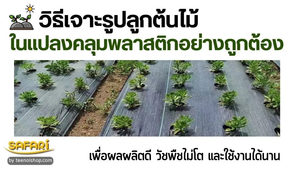 วิธีเจาะรูปลูกต้นไม้ในแปลงคลุมพลาสติกอย่างถูกต้อง